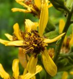 Ligularia sibirica