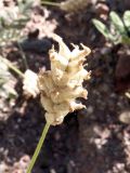 Astragalus schrenkianus