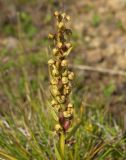 Dactylorhiza viridis
