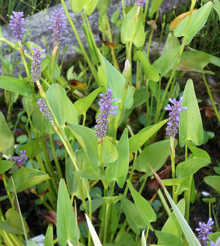 Изображение особи Pontederia cordata.