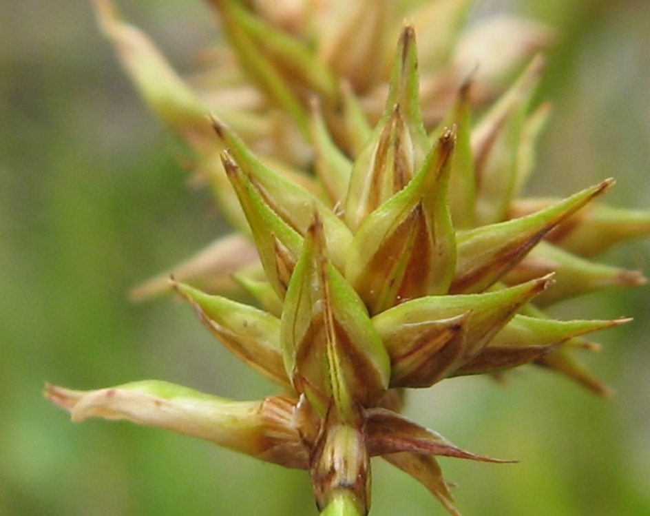 Image of Carex spicata specimen.
