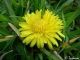 Taraxacum officinale