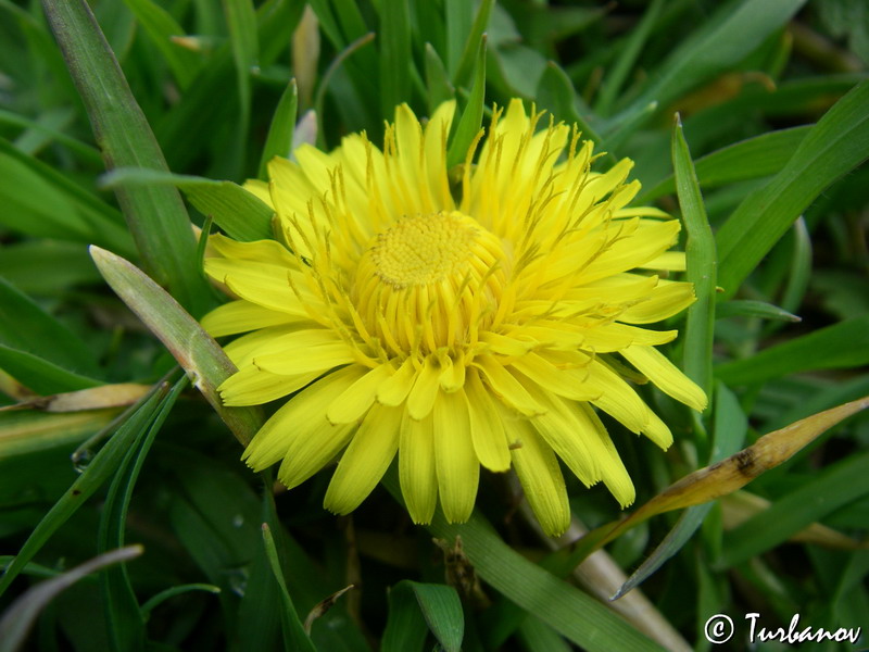 Image of Taraxacum officinale specimen.