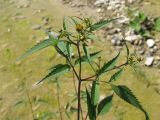 Bidens frondosa