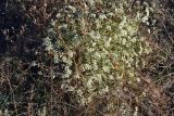Изображение особи. Автор - Николай Дьяков