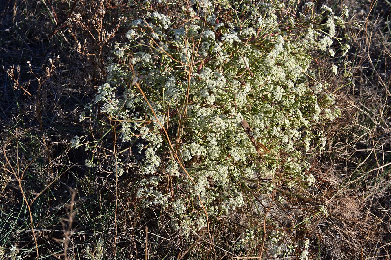 Image of Seseli arenarium specimen.