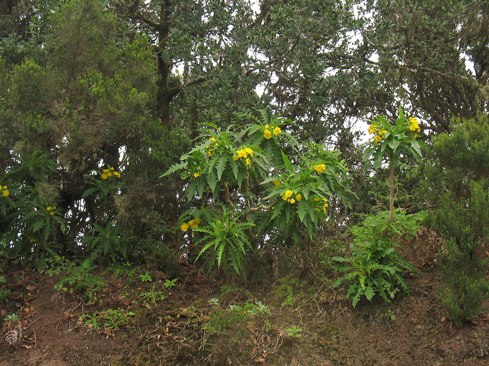 Изображение особи Sonchus congestus.