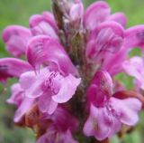 Pedicularis interioroides