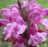 Pedicularis interioroides. Цветок. Республика Бурятия, Баунтовский эвенкийский р-н, окр. пос. Северный, долина р. Има, речная терраса, сырой луг с кустарниками. 27.06.2013.