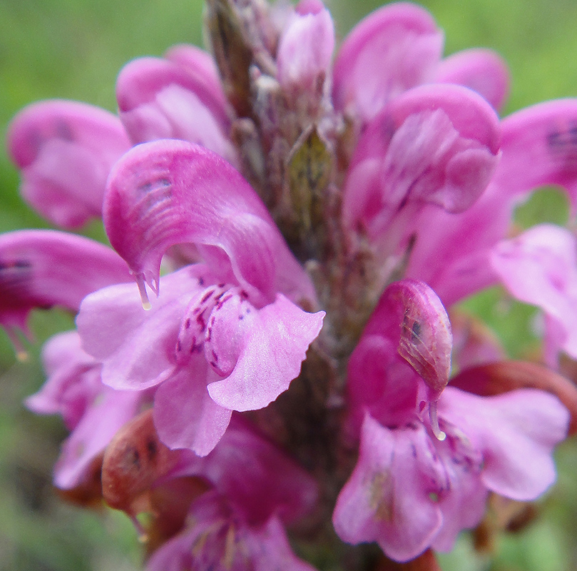 Image of Pedicularis interioroides specimen.