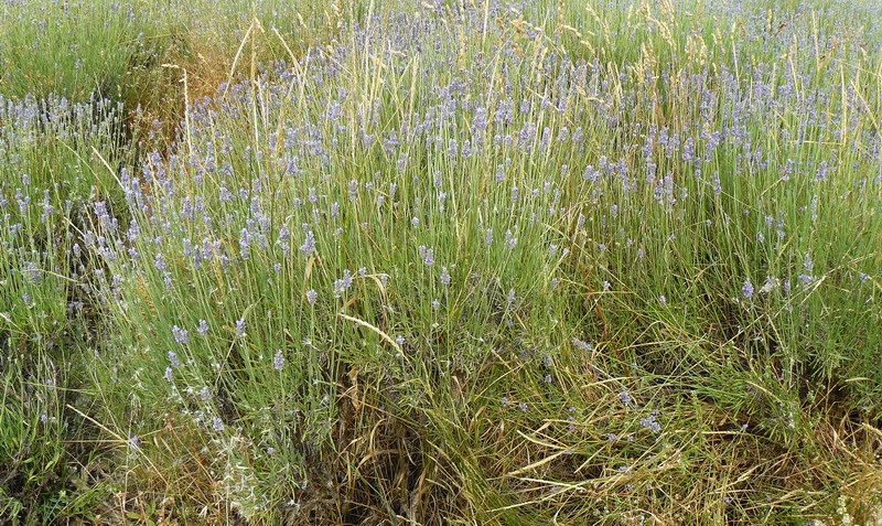 Image of Lavandula angustifolia specimen.