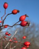 Rosa canina var. hispida