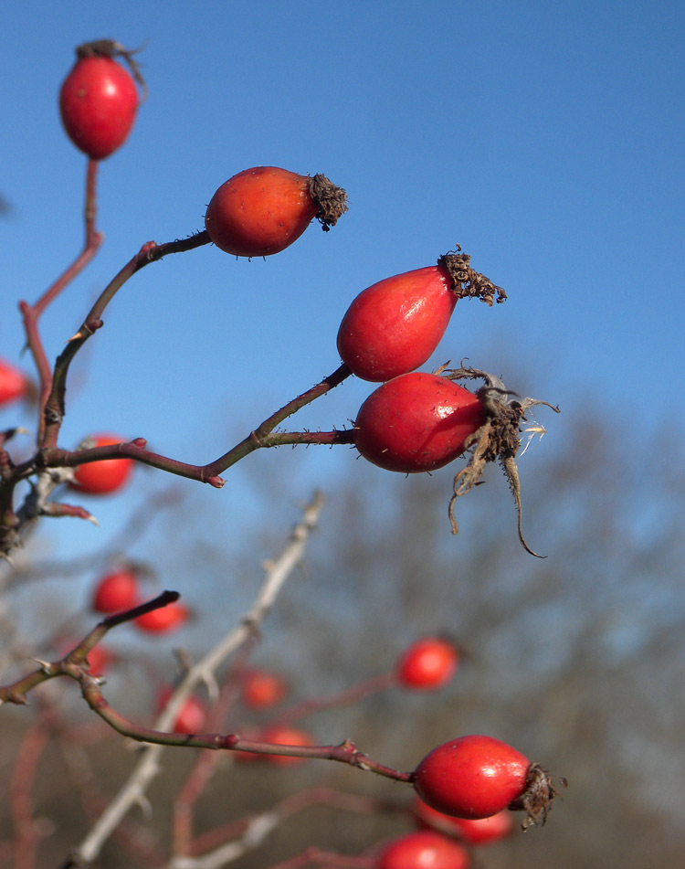Image of Rosa canina var. hispida specimen.