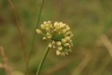 Allium stellerianum