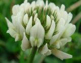 Trifolium repens. Часть соцветия с раскрытыми цветками. Камчатский край, Елизовский р-н, окр. г. Петропавловск-Камчатский, у дороги. 29.07.2013.