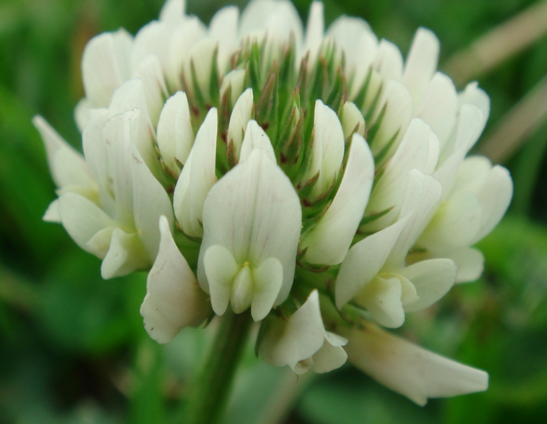 Image of Trifolium repens specimen.