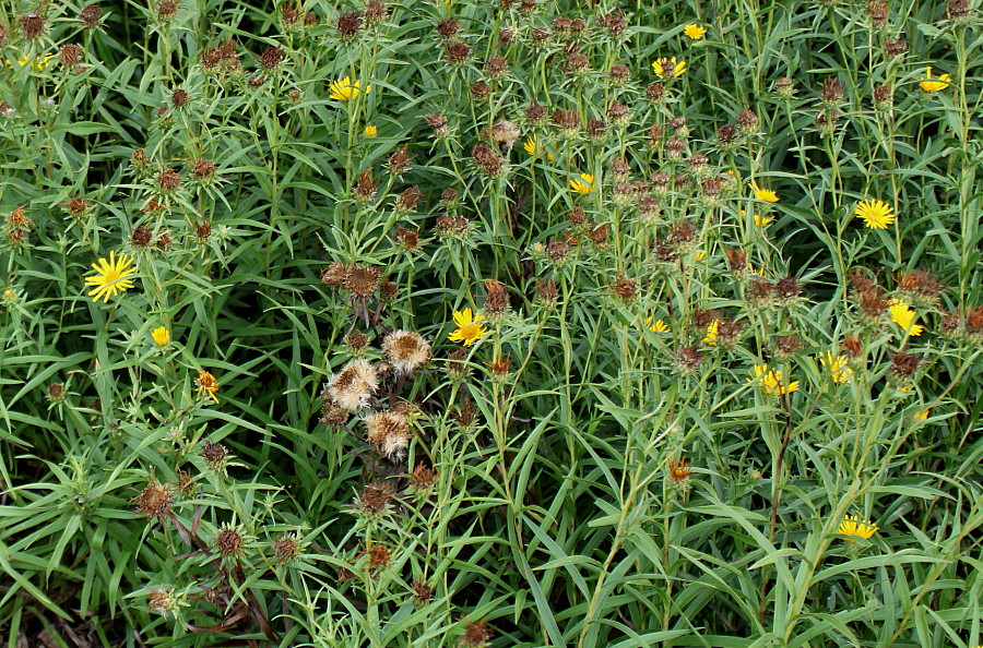 Image of Inula ensifolia specimen.