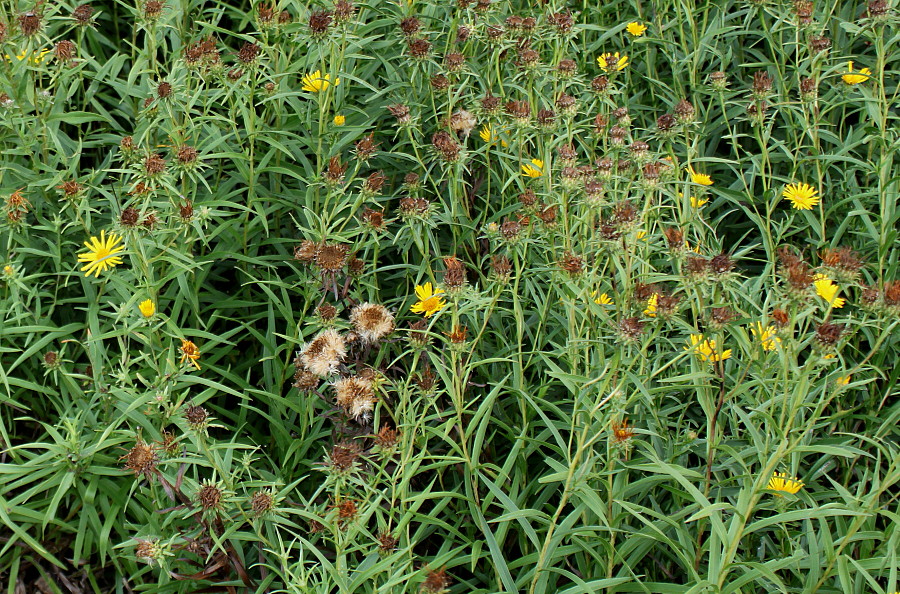 Изображение особи Inula ensifolia.