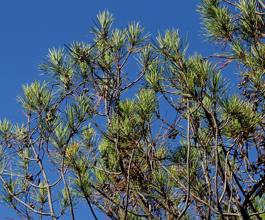 Изображение особи Pinus pinea.