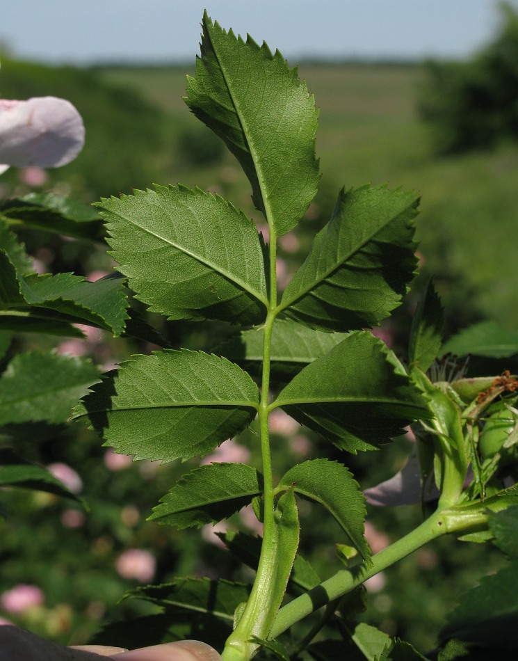 Image of genus Rosa specimen.