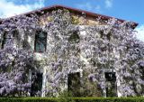 Wisteria sinensis