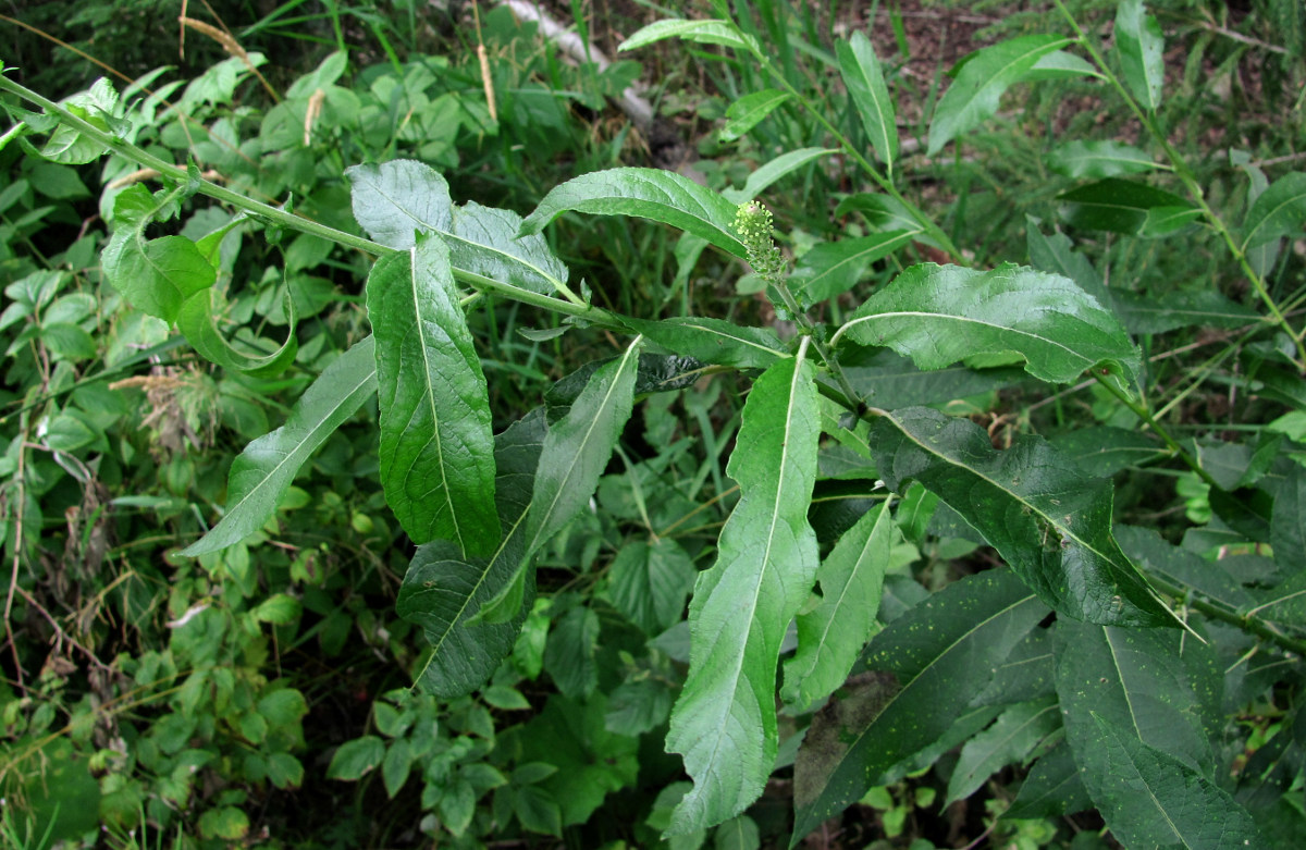 Image of Salix myrsinifolia specimen.