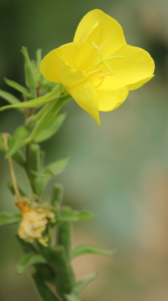 Image of genus Oenothera specimen.