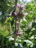 Stachys germanica