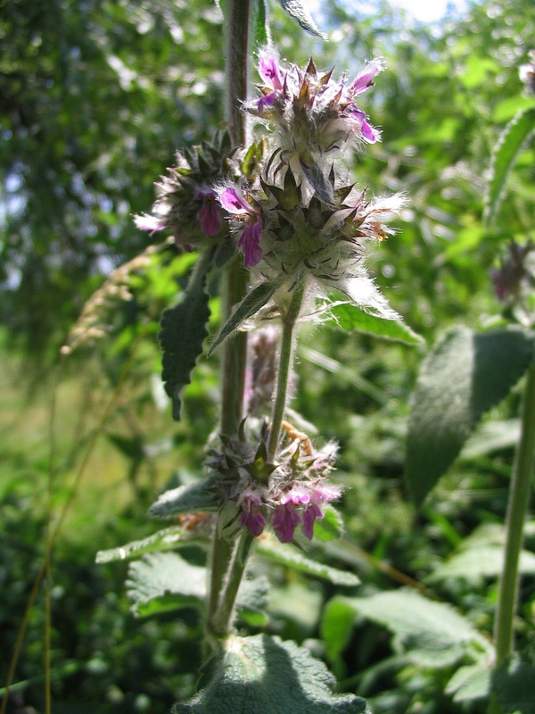 Image of Stachys germanica specimen.