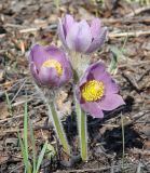 Pulsatilla patens