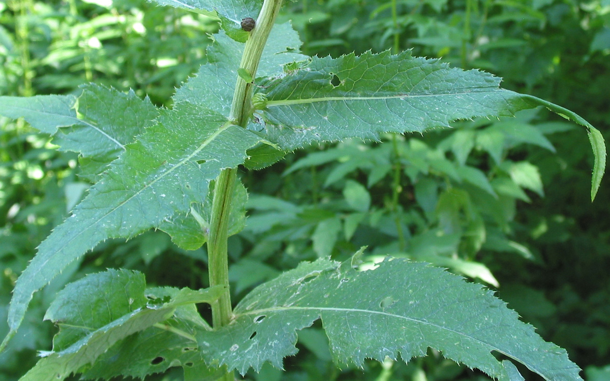 Image of Cirsium helenioides specimen.