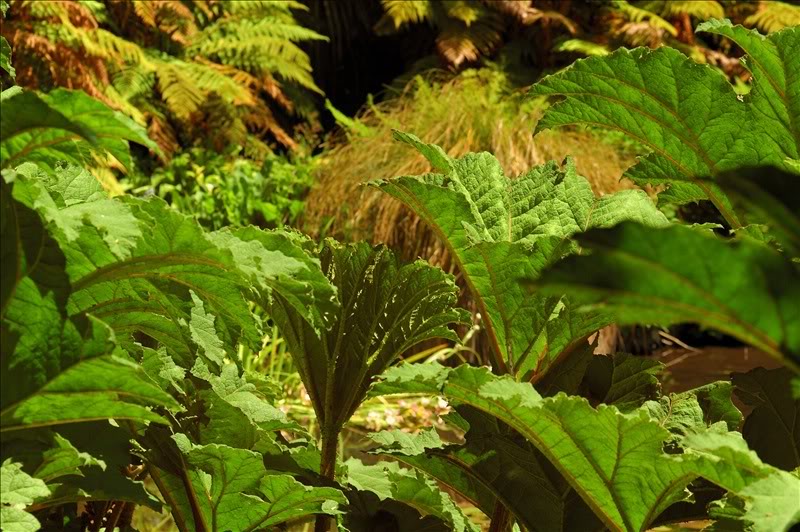 Изображение особи Gunnera tinctoria.