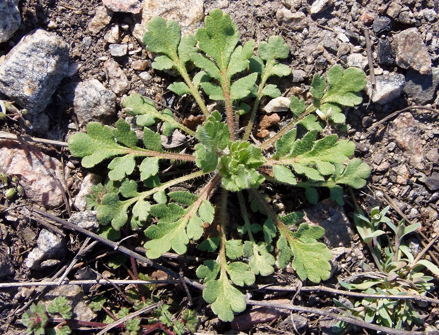 Image of Papaver rhoeas specimen.