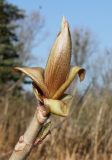 Aesculus parviflora