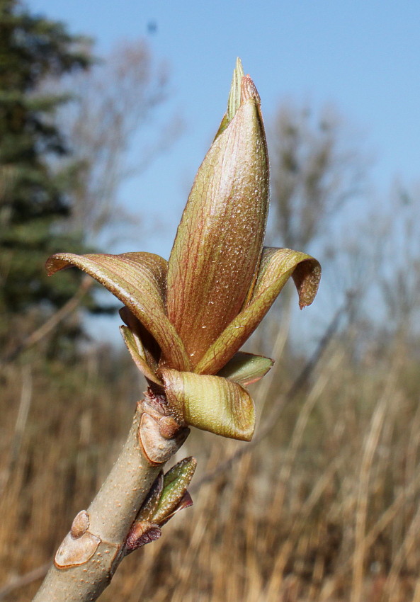 Image of Aesculus parviflora specimen.