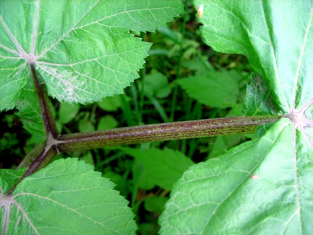 Image of genus Heracleum specimen.