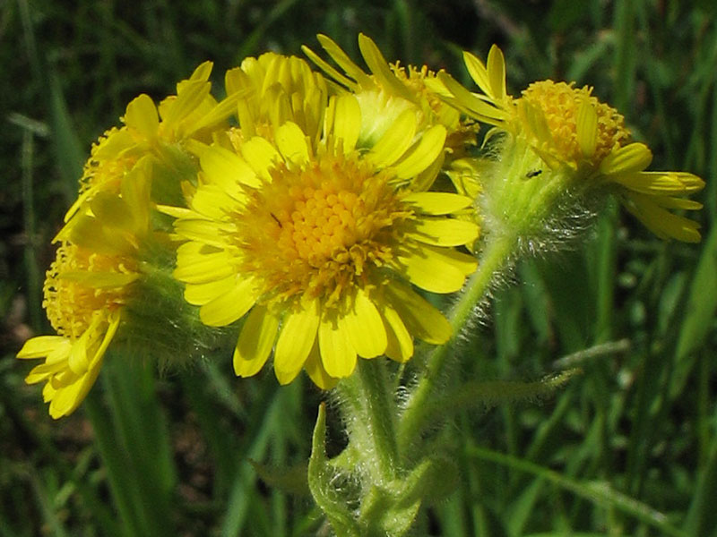 Изображение особи Tephroseris palustris.