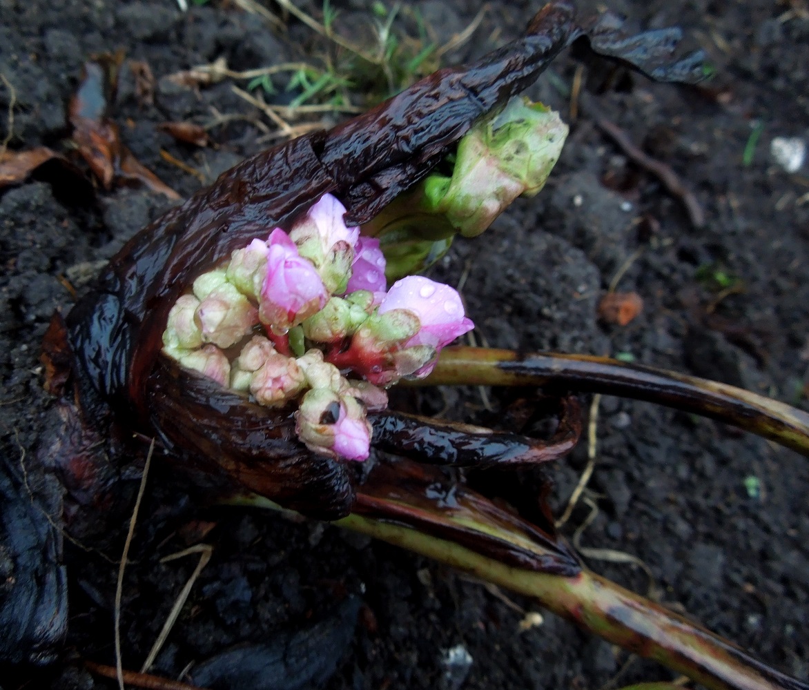 Image of Bergenia crassifolia specimen.