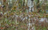 Berberis vulgaris