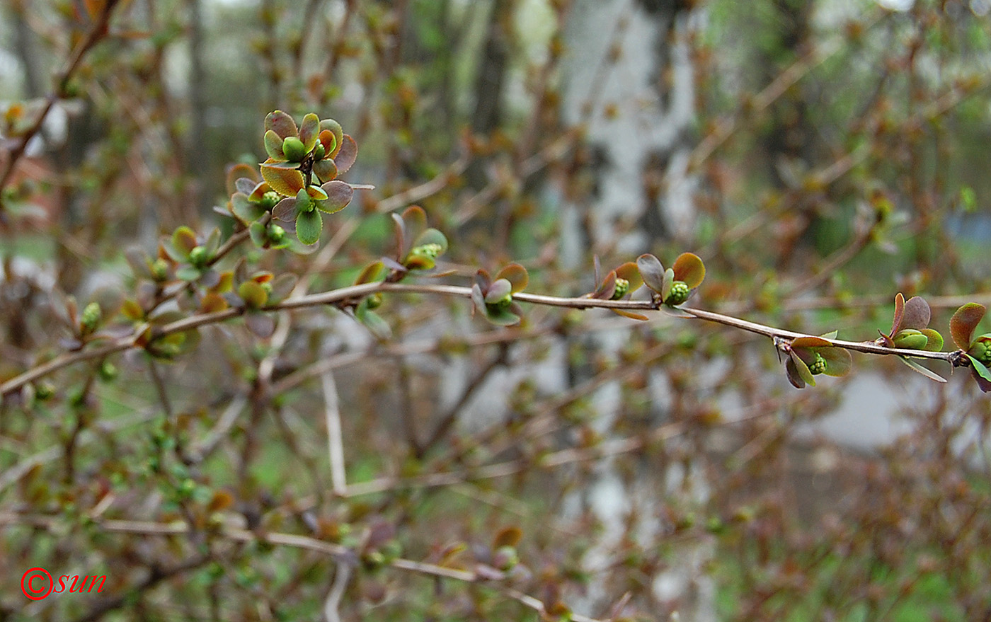 Image of Berberis vulgaris specimen.