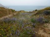 Limonium sinuatum