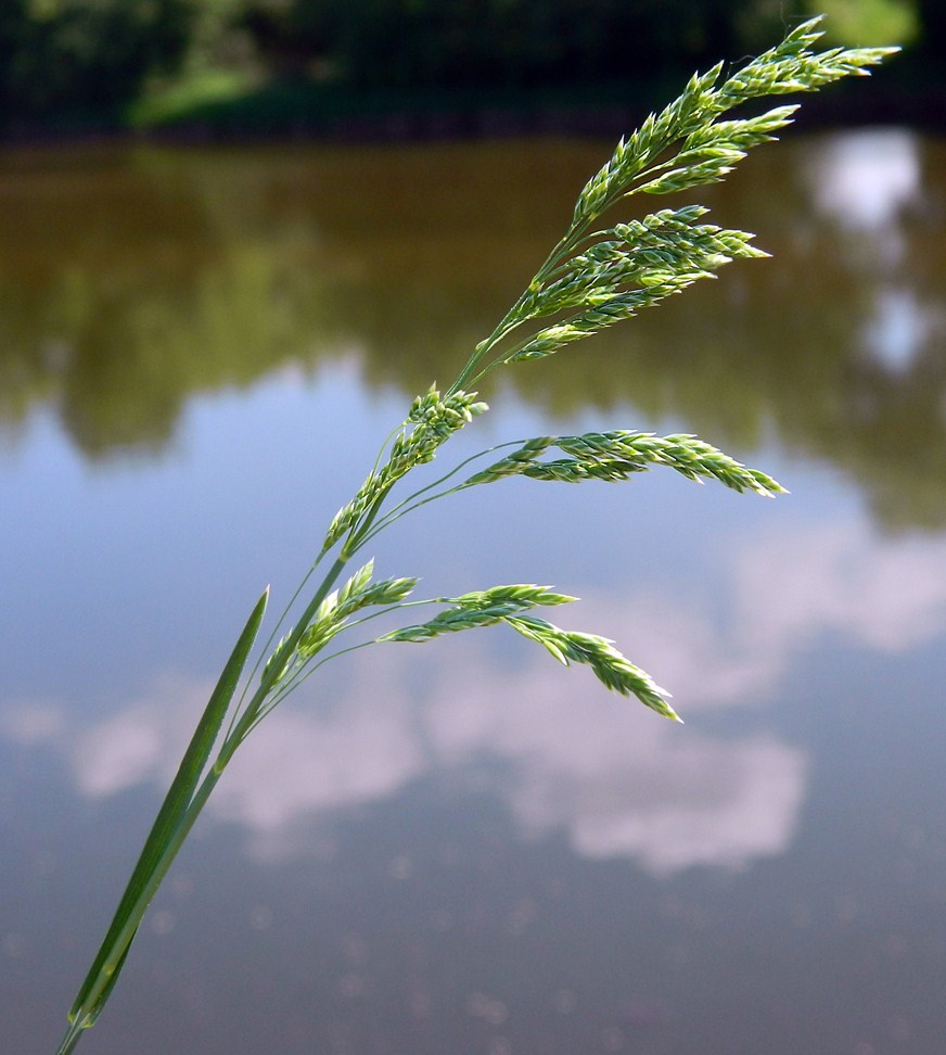 Изображение особи Poa pratensis.