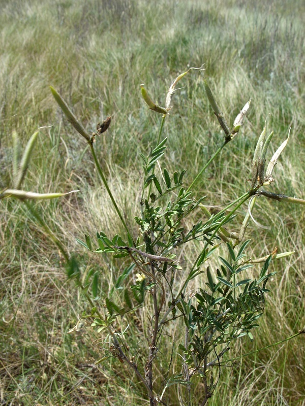 Изображение особи Astragalus temirensis.