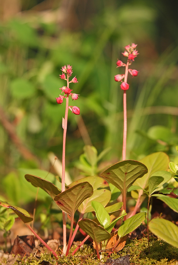 Image of Pyrola incarnata specimen.