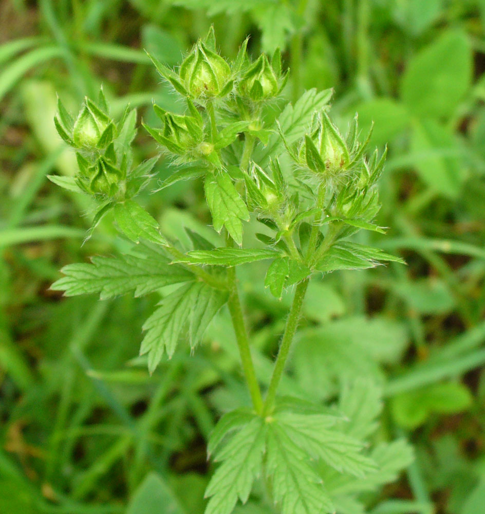 Image of genus Potentilla specimen.