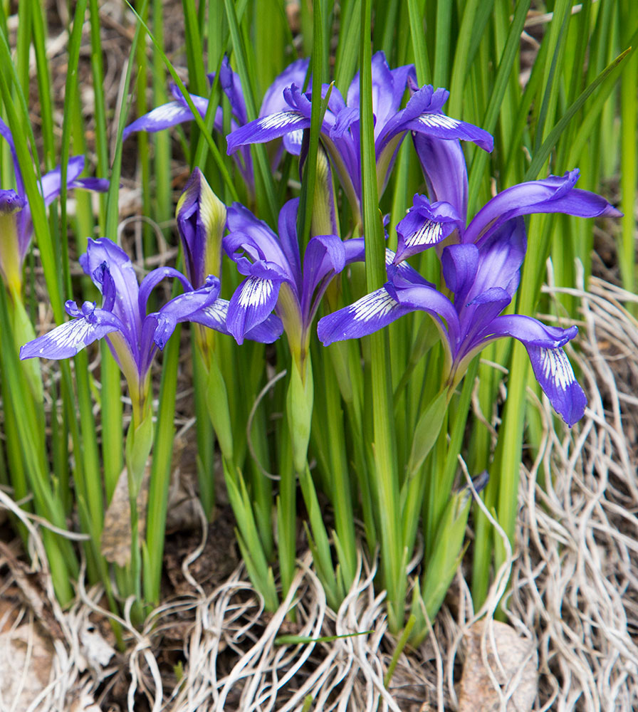 Image of Iris ruthenica specimen.