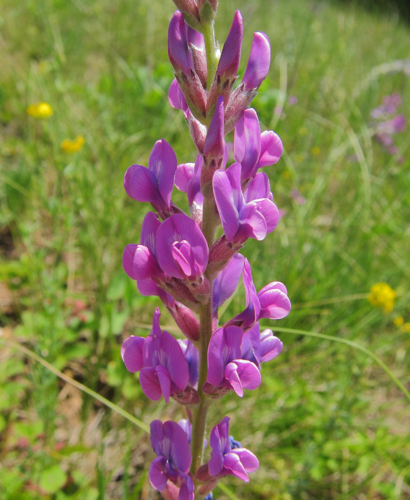 Image of Oxytropis knjazevii specimen.
