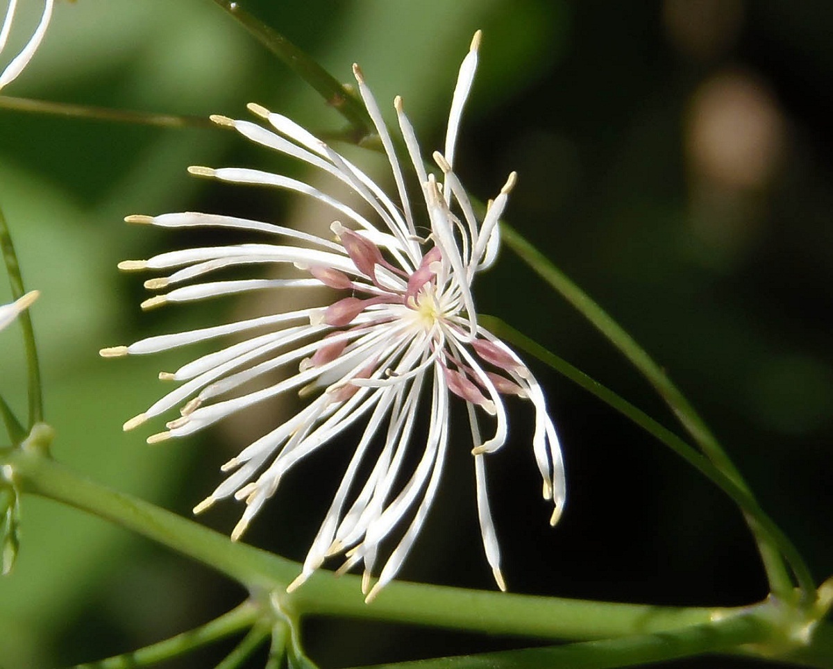 Изображение особи Thalictrum aquilegiifolium.
