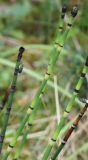 Equisetum hyemale