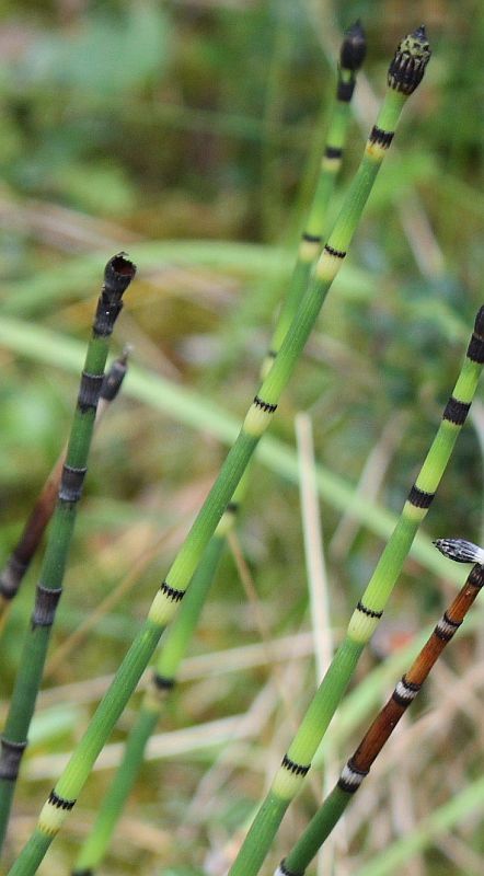 Изображение особи Equisetum hyemale.